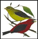 Tanager is one of the Audubon Hills streets named after birds.